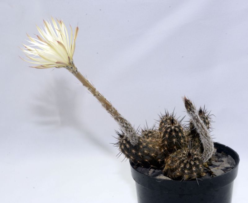 Una foto de Echinopsis mirabilis