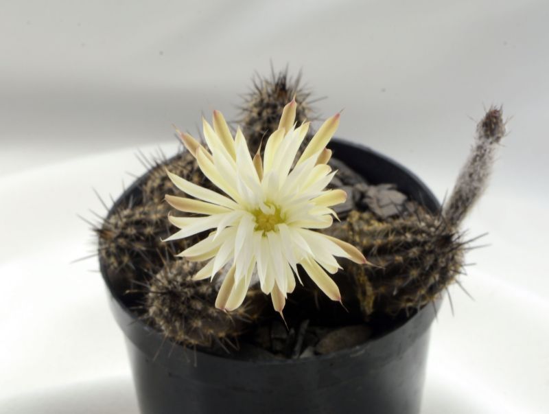 Una foto de Echinopsis mirabilis