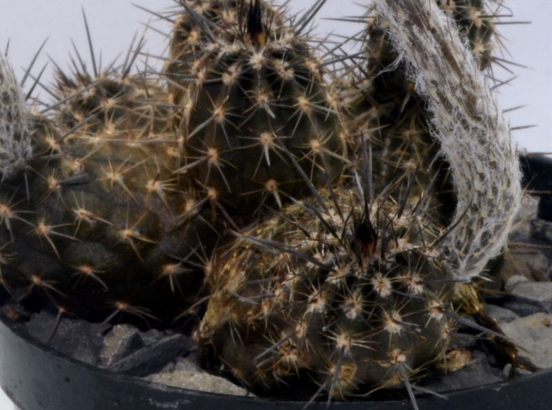 Una foto de Echinopsis mirabilis