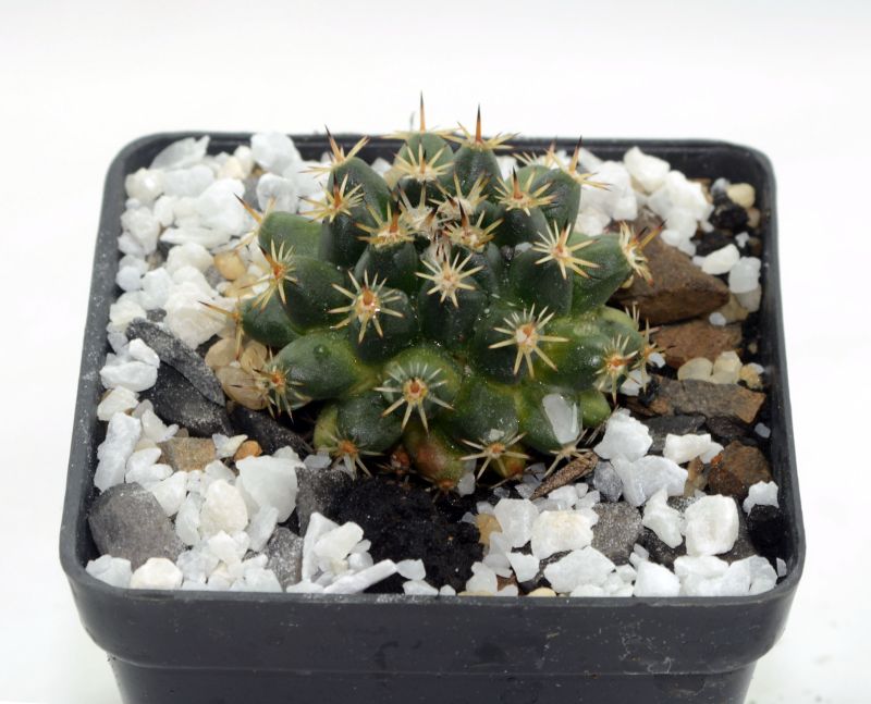 Foto de un cactus que se está identificando actualmente