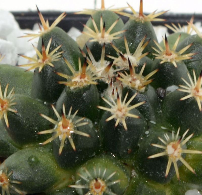 Foto de un cactus que se está identificando actualmente