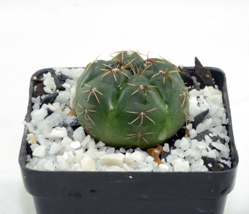 A photo of Gymnocalycium baldianum
