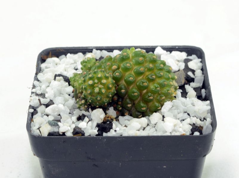Foto de un cactus que se está identificando actualmente