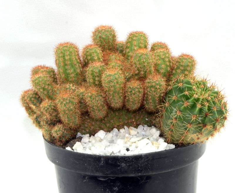 A photo of Echinopsis oxygona