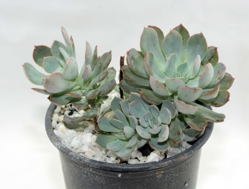 Foto de un cactus que se está identificando actualmente