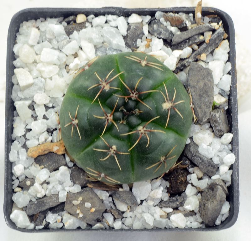 A photo of Gymnocalycium baldianum