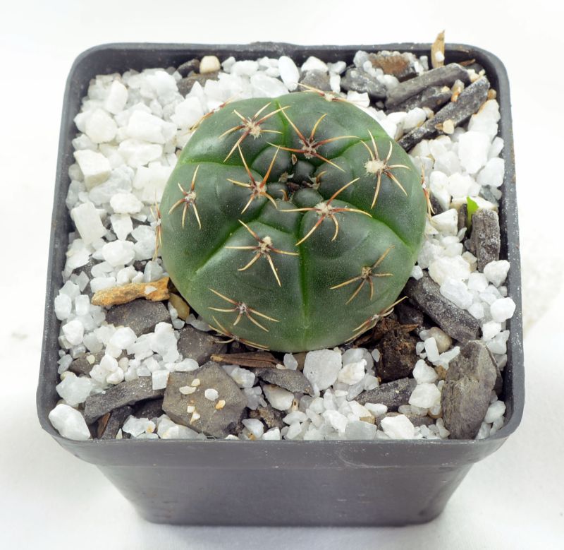 A photo of Gymnocalycium baldianum