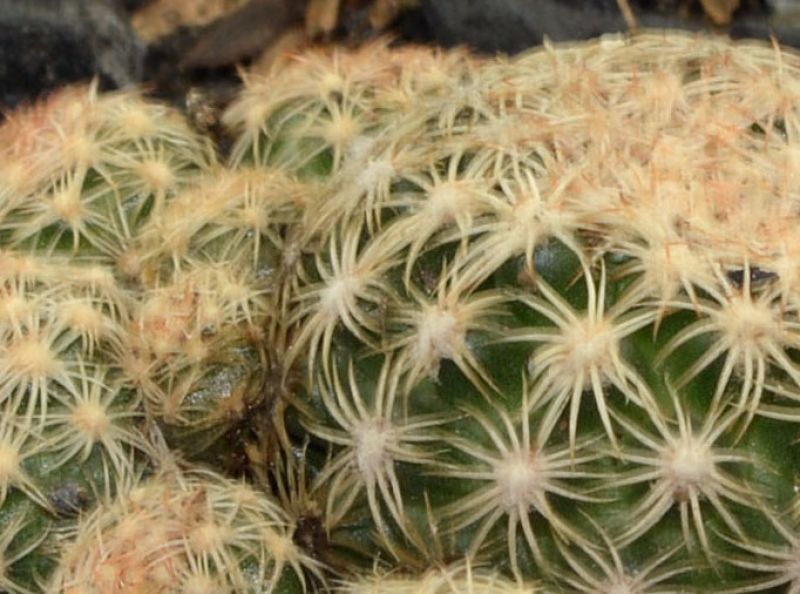 A photo of Discocactus zehntneri subsp. boomianus