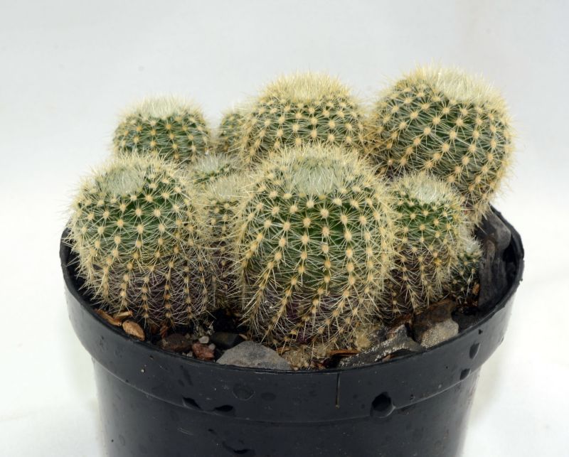 Foto de un cactus que se está identificando actualmente