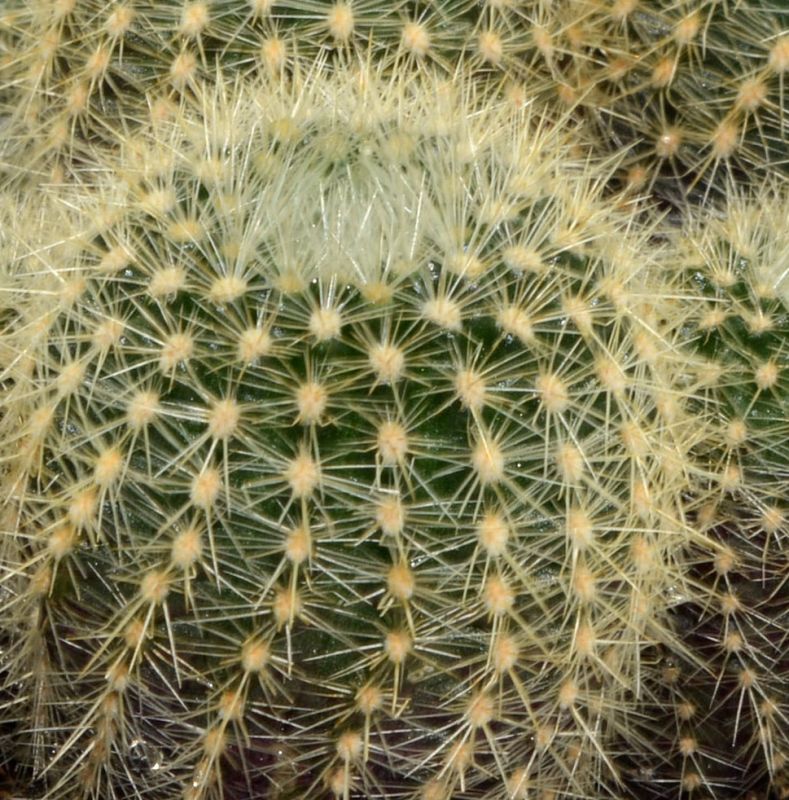 Foto de un cactus que se está identificando actualmente