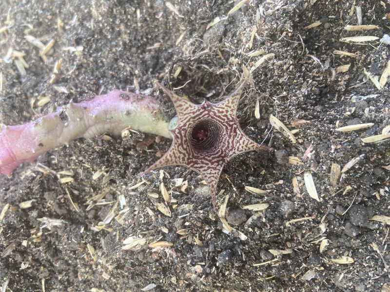 Una foto de Huernia loeseneriana