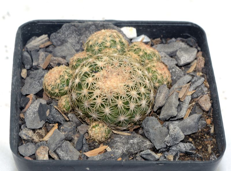 A photo of Discocactus zehntneri subsp. boomianus