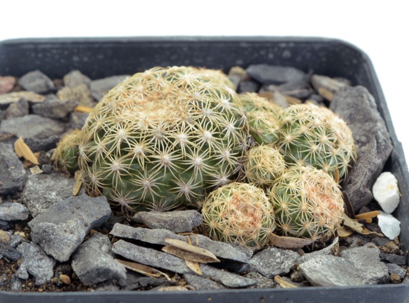 A photo of Discocactus zehntneri subsp. boomianus