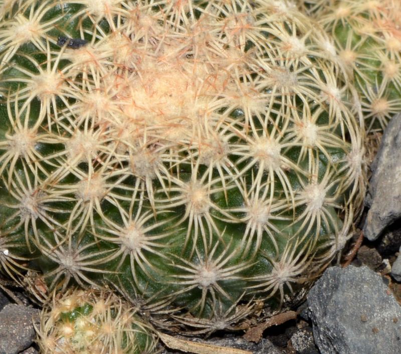 A photo of Discocactus zehntneri subsp. boomianus
