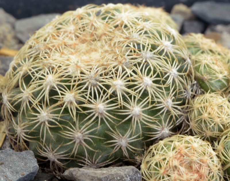 A photo of Discocactus zehntneri subsp. boomianus