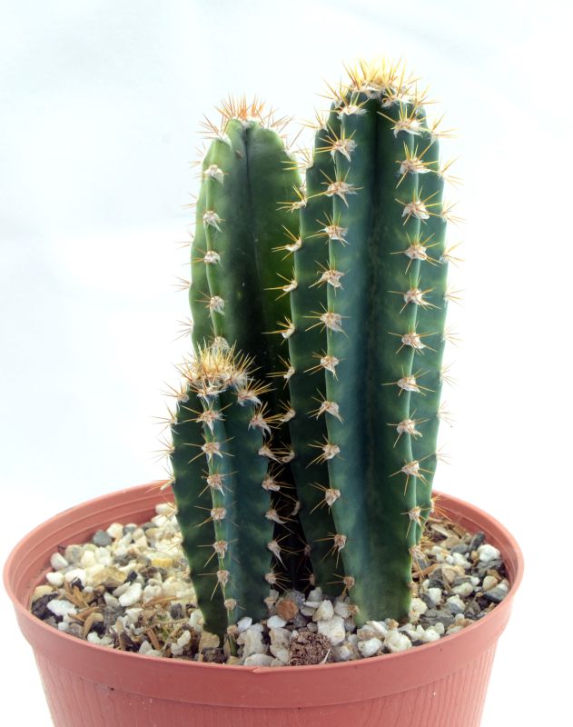 Photo of a cactus currently being identified