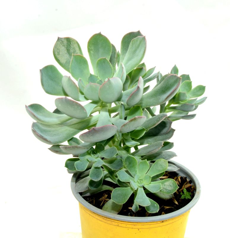 Foto de un cactus que se está identificando actualmente