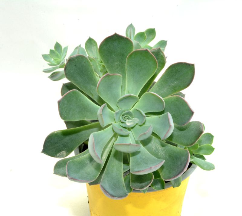 Foto de un cactus que se está identificando actualmente
