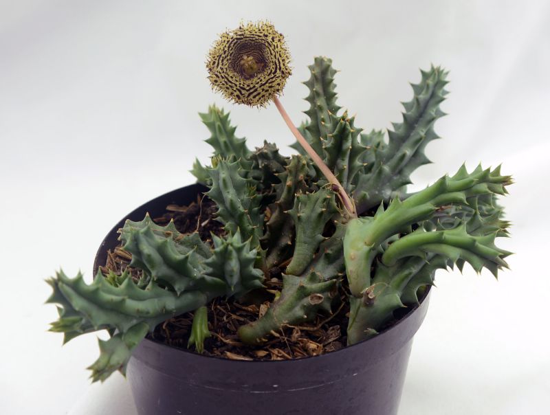 A photo of Huernia hystrix