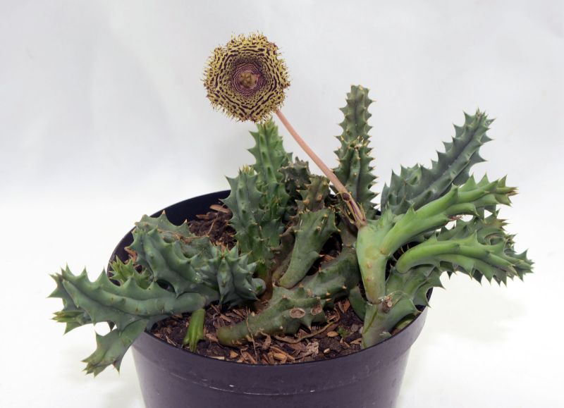 A photo of Huernia hystrix
