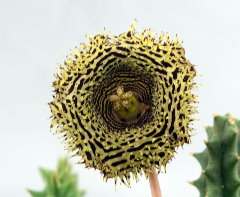 A photo of Huernia hystrix