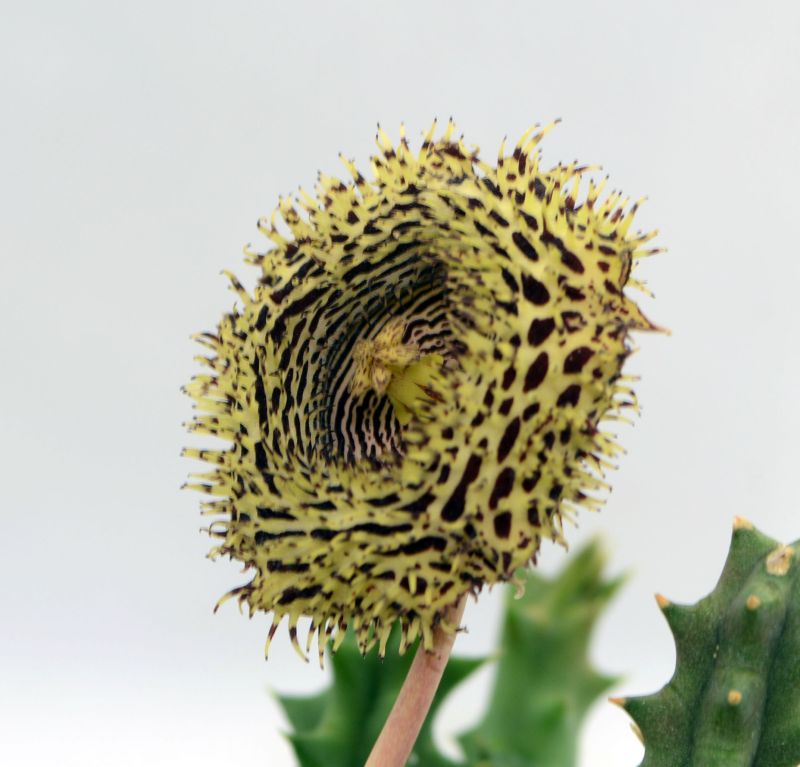 A photo of Huernia hystrix