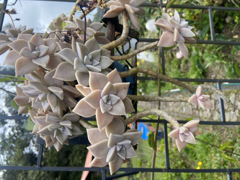 A photo of Graptopetalum paraguayense