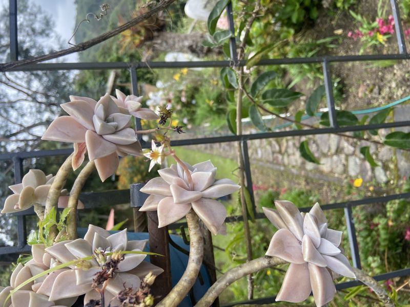 A photo of Graptopetalum paraguayense