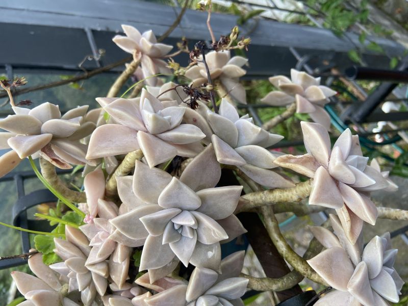 A photo of Graptopetalum paraguayense