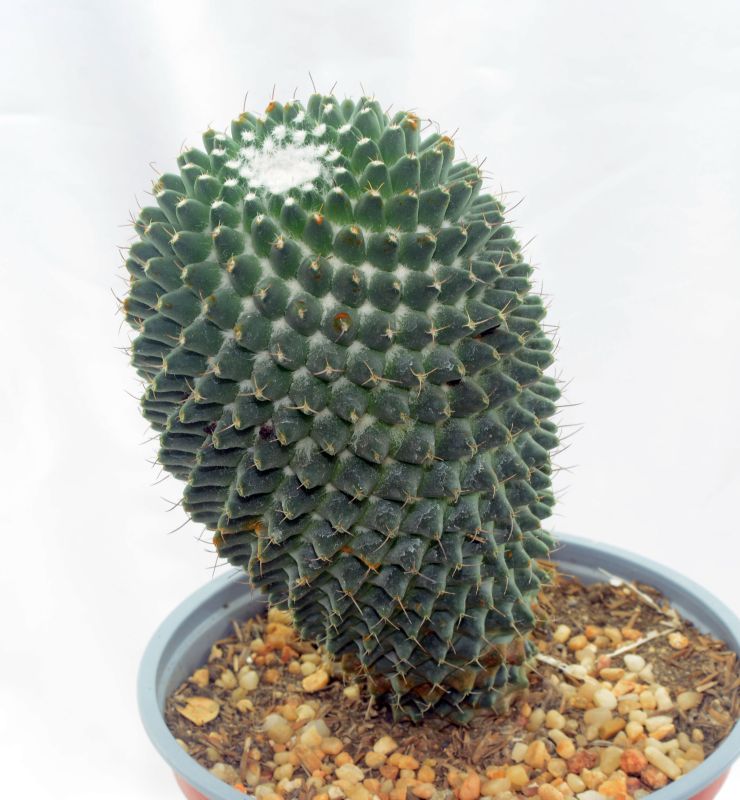 Una foto de Mammillaria polythele fma. inermis