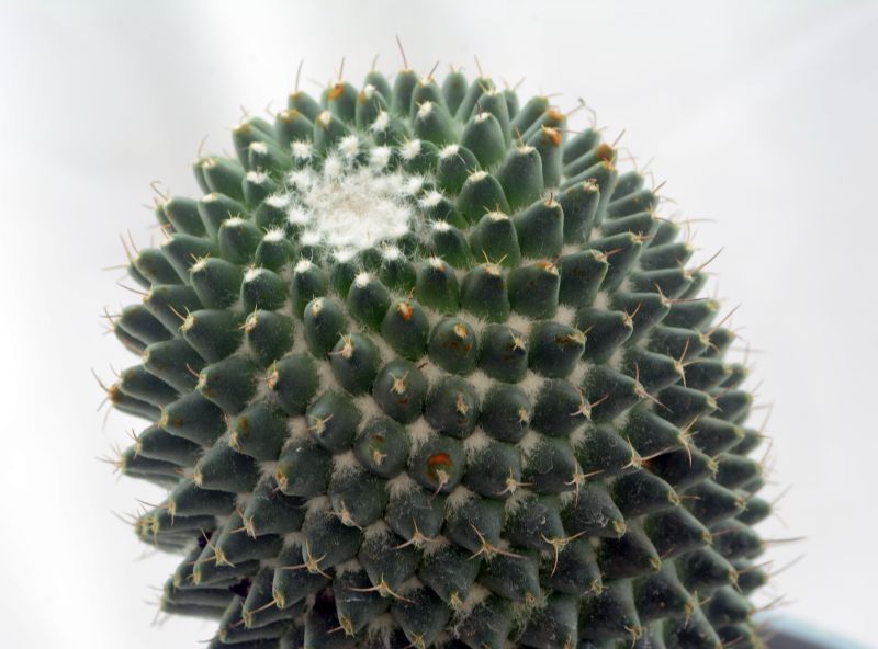 Una foto de Mammillaria polythele fma. inermis