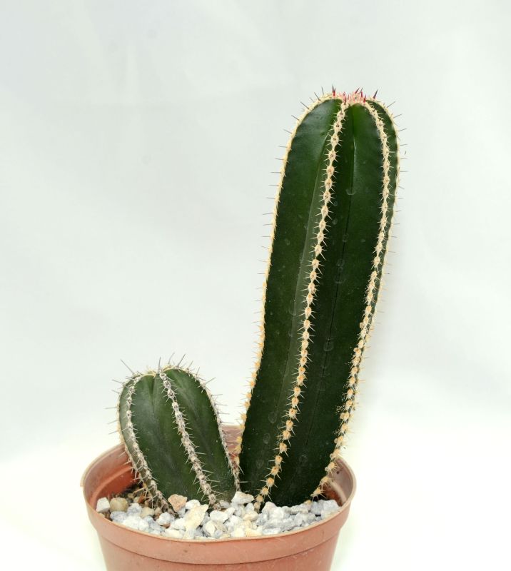 A photo of Pachycereus marginatus