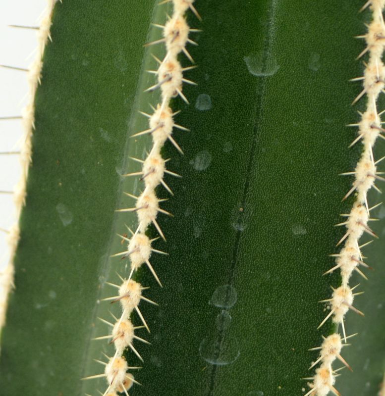 A photo of Pachycereus marginatus