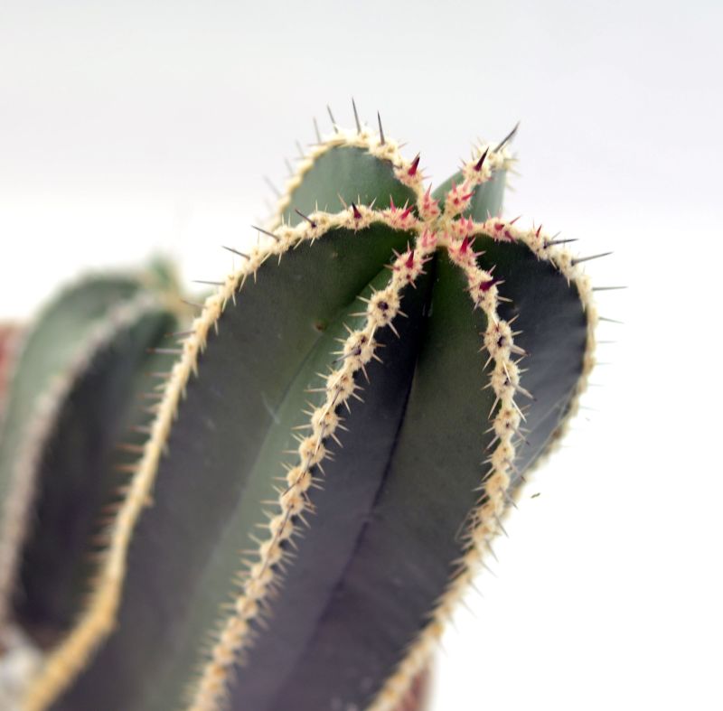 A photo of Pachycereus marginatus