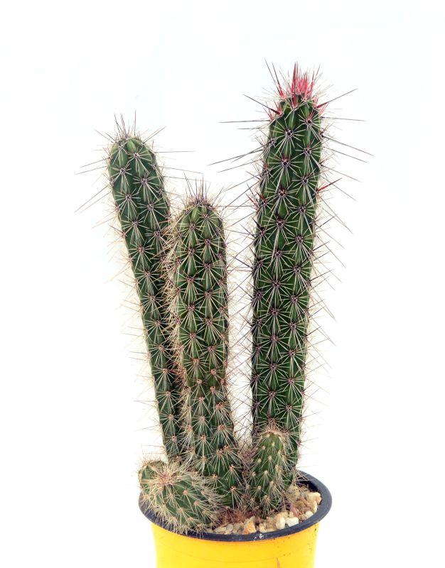 A photo of Peniocereus serpentinus