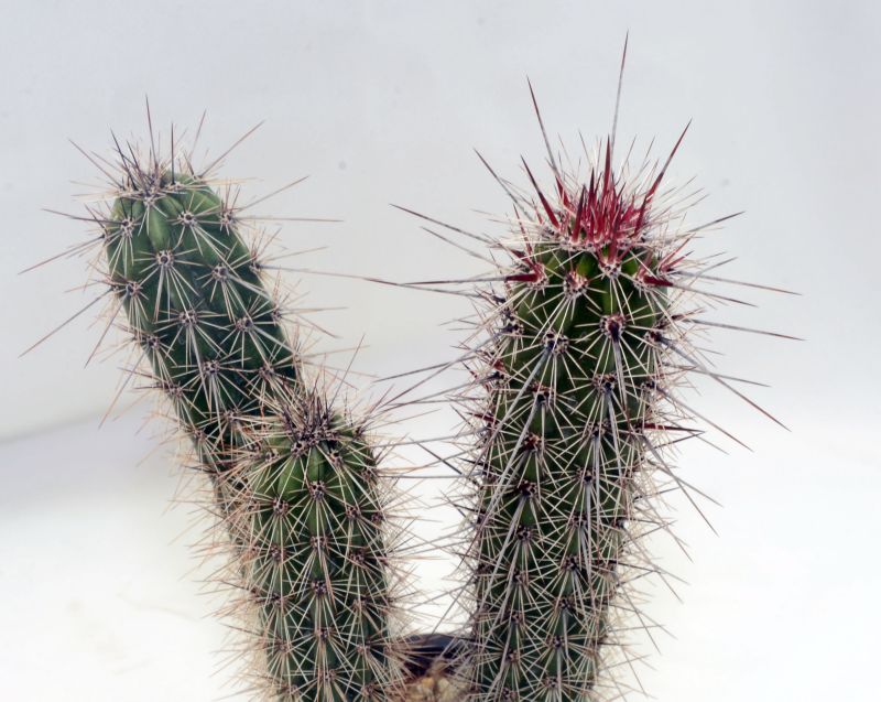 A photo of Peniocereus serpentinus