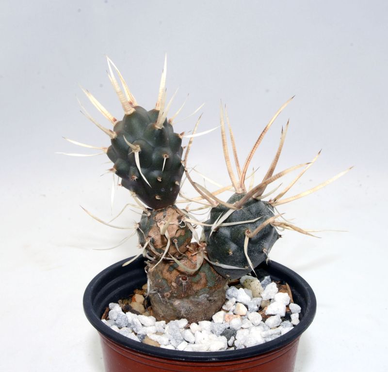 Una foto de Tephrocactus articulatus fma. papyracanthus