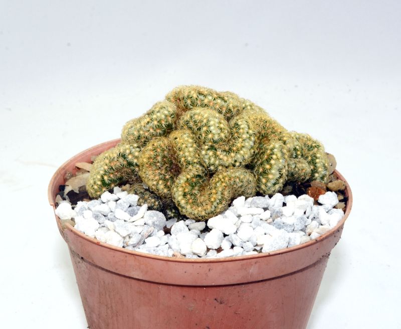 A photo of Mammillaria elongata fma. crestada