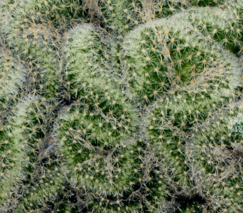 Una foto de Mammillaria schiedeana ssp. giselae fma. crestada