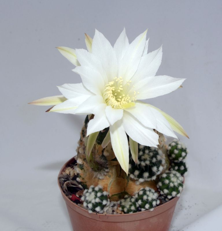 Una foto de Echinopsis subdenudata