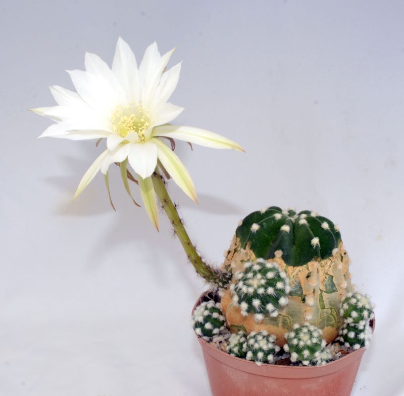 Una foto de Echinopsis subdenudata