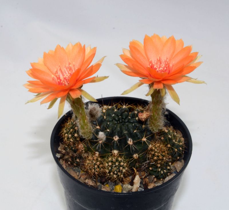 Photo of a cactus currently being identified