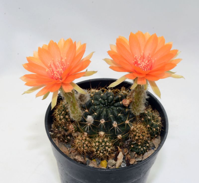 Photo of a cactus currently being identified