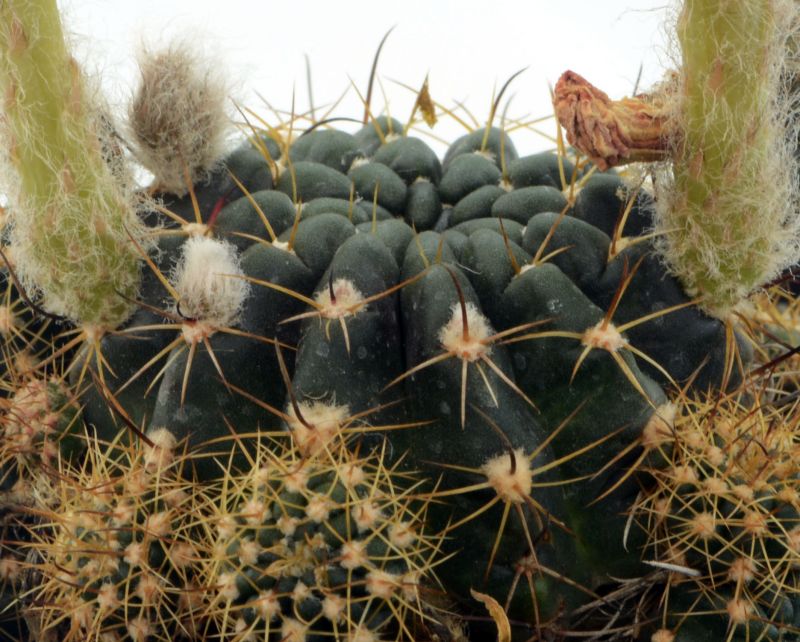 Photo of a cactus currently being identified