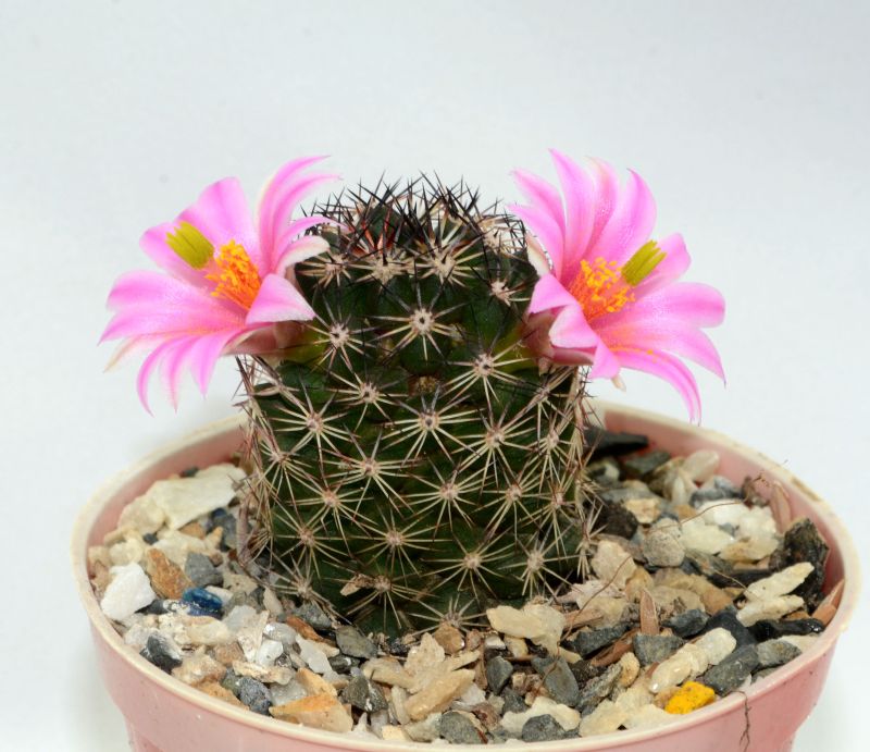Una foto de Mammillaria sheldonii