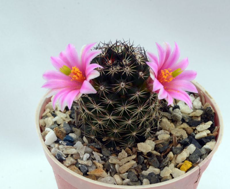 Una foto de Mammillaria sheldonii