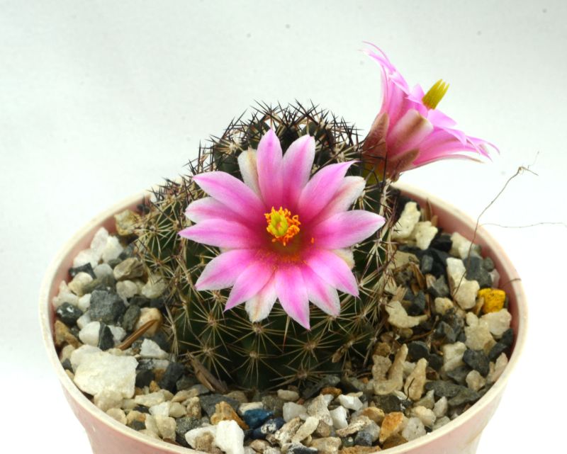 Una foto de Mammillaria sheldonii