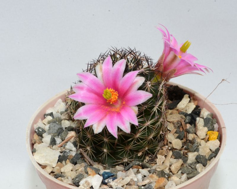Una foto de Mammillaria sheldonii