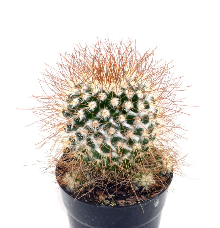 A photo of Mammillaria rekoi subsp. leptacantha