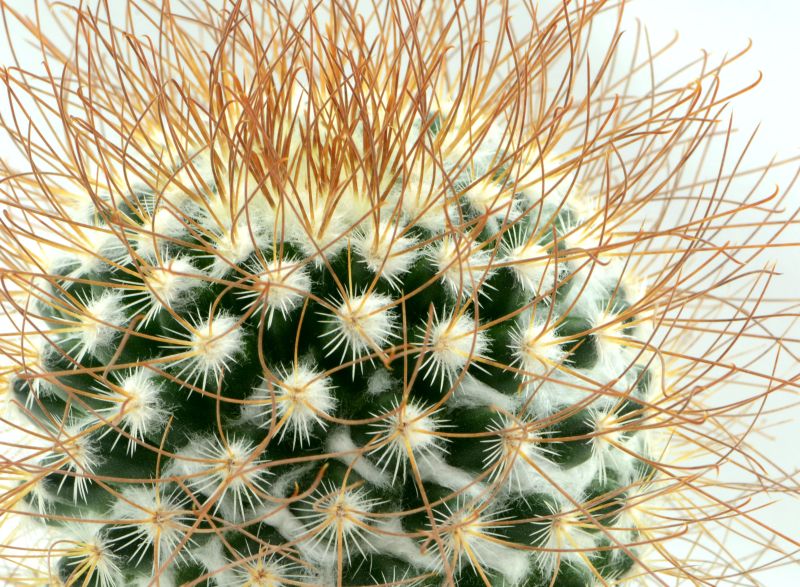 A photo of Mammillaria rekoi subsp. leptacantha